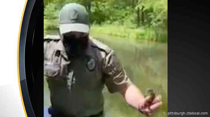 WATCH: Pa. Game Warden Rescues Ducklings From Beaver Co. Pond Using Soup Ladle