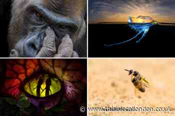 The most stunning shots from the Nature TTL Photographer of the Year Awards