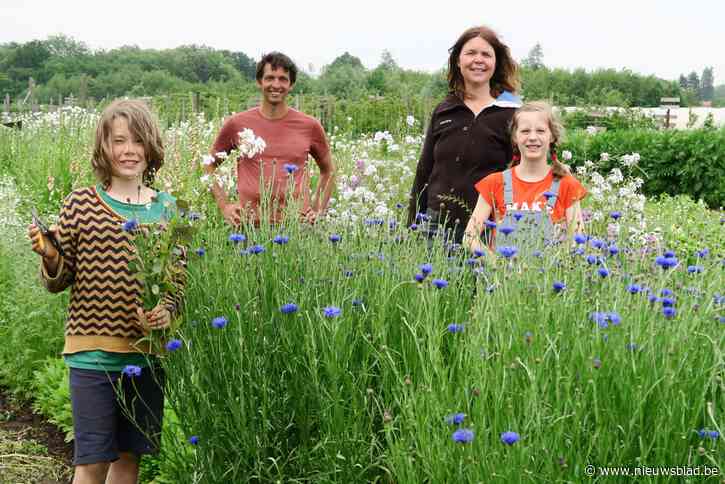 Bij zelfoogstboerderij Loof & Bezen kan je nu ook veldboeket plukken