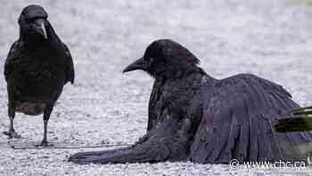 Photographer captures 'odd but exciting' crow behaviour known as anting