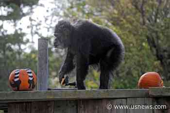 Oldest Male Chimpanzee in US Dies at San Francisco Zoo