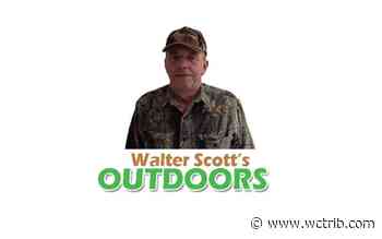 Walter Scott: Pointing poodle seems to be showing hunting instinct - West Central Tribune