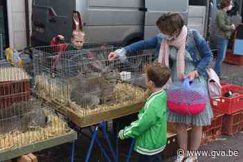 Blije verkopers en bezoekers tijdens heropening Molse 'konij... (Mol) - Gazet van Antwerpen