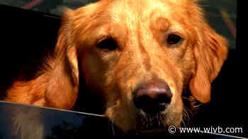 WNYers turn out for Como Lake Bark Park fundraiser, facility slated to open this summer