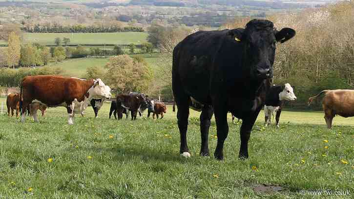 How beef farmer overcame BVD outbreak and high calf losses