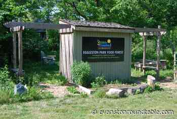 Food Forest Yields Edibles and Environmental Insights - Evanston RoundTable