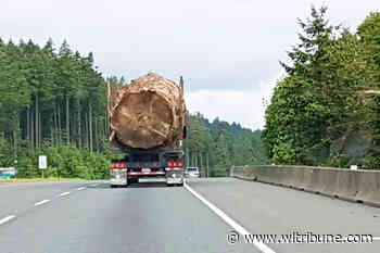 FOREST INK: Giant tree makes news – Williams Lake Tribune - Williams Lake Tribune