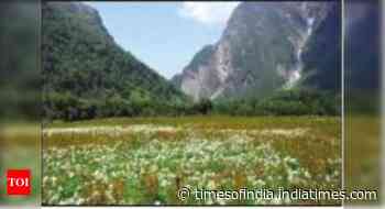 Uttarakhand first state in country to introduce Gross Environment Product — forest, air, water & soil qua - Times of India