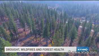 Viewpoint: State Forester Craig Foss talks about collaboration to protect forest health - KTVB.com