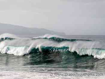 Scientists discover forest of black coral in the Azorean sea - The Portugal News