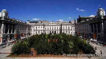 Watch this stunning footage of the London forest that appeared overnight - Euronews