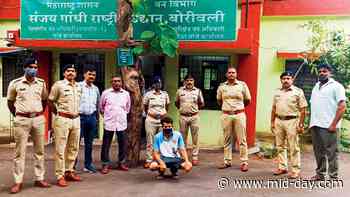 Man held for spraying chemicals in protected forest area of SGNP - mid-day.com