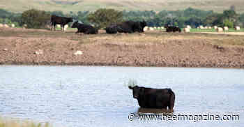 Know how much water your cattle need