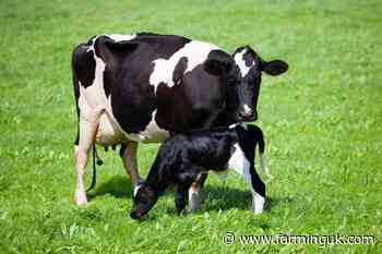 GB organic milk production put at 493m litres in 2020/21