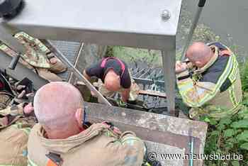 Brandweer haalt bever levend en wel uit pompstation<BR />