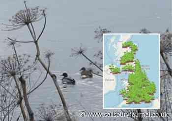 Map shows where giant hogweed has been found in Wiltshire - Salisbury Journal