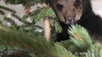 After orphaned black bear cub seized, wildlife rehab centre pushes back