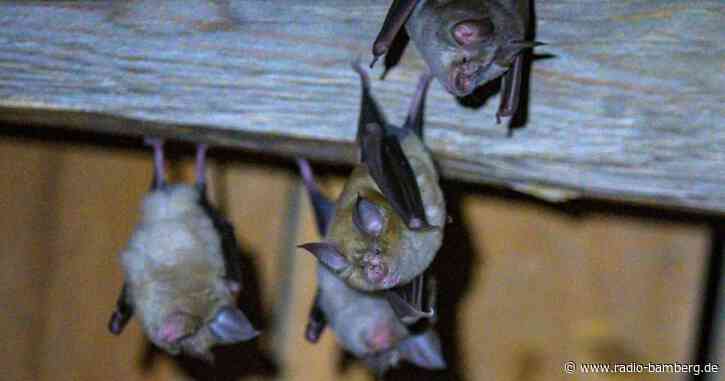 Auszeichnung für Fledermaus-Projekt in der Oberpfalz