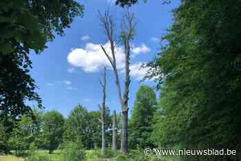 Monumentale beuken tegen de vlakte