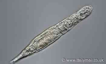 Move over, tardigrades! Rotifers can live in frost for 24,000 years