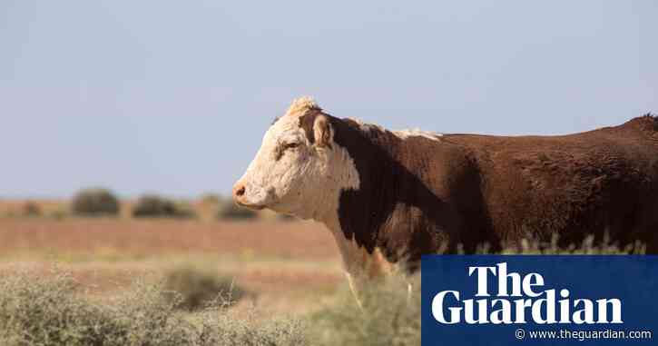 Is hormone-treated beef bad for us?