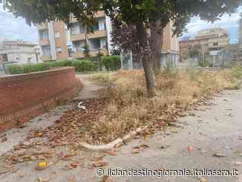Foglie e erba incolta a Nettuno, sui social auguri di morte: poi la pulizia - Il Clandestino Giornale