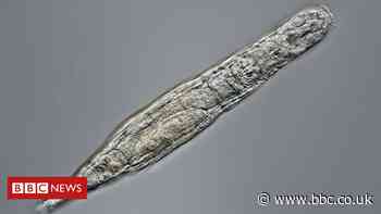 Bdelloid rotifer survives 24,000 years frozen in Siberia