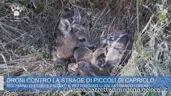 Modena, l'arma de 'Il Pettirosso' droni contro la strage di caprioli - Gazzetta di Modena