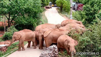 Manada de elefantes salvajes deambula por importante ciudad china