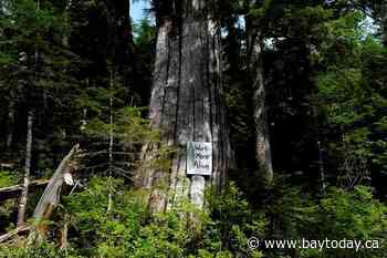 Vancouver Island First Nations plan to defer old-growth logging at protest sites