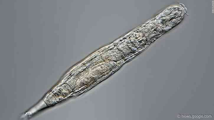 This animal survived 24,000 years frozen in the Siberian permafrost - CNN