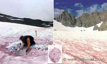 'Glacier blood' caused by microalgae could help scientists understand climate change