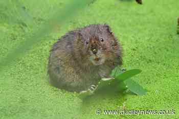 Endangered water voles released in Yorkshire woodland nature scheme - Dudley News