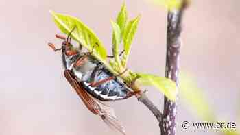 Schäden erfassen: Bayern führt Maikäfer-Management ein - BR24