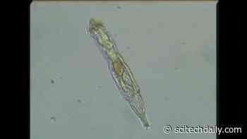 Arctic Rotifer Lives After Being Frozen for 24,000 Years in Siberian Permafrost