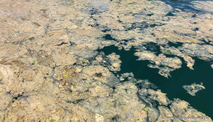 Turkey vows to tackle ‘sea snot’ outbreak