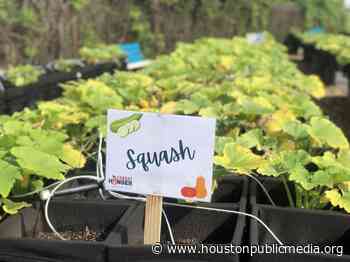 Northeast Houston Community Garden Aims To Combat Food Insecurity In Underserved Areas - Houston Public Media