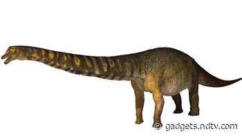 Dinosaur Discovered in Australia Identified as New Species, Could Be One of the Largest of Its Kind