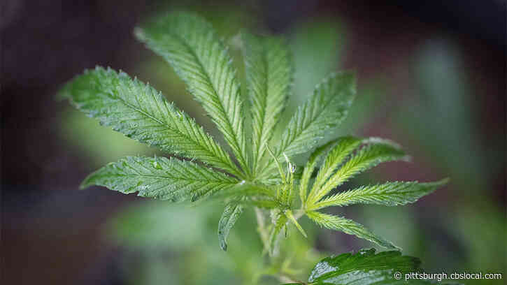 Pa. House Of Representatives Approves Pandemic-Inspired Changes To State’s Medical Marijuana Laws