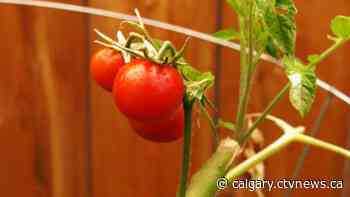 Calgary gardener grows food for charity | CTV News - CTV Toronto