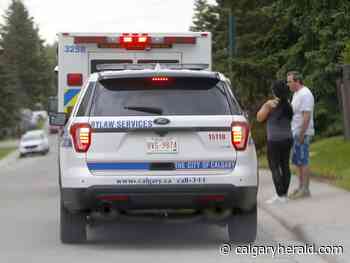 Peace officers still searching for dog that attacked child in southwest Calgary - Calgary Herald