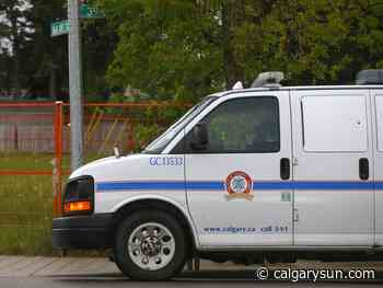 Peace officers still searching for dog that attacked boy in SW Calgary - Calgary Sun