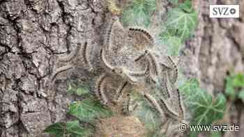 Ludwigslust-Parchim: Bekämpfung des Eichenprozessionsspinners beginnt | svz.de - svz – Schweriner Volkszeitung