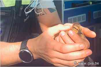 Politie redt acht kuikentjes nadat moedereend wordt aangered... (Antwerpen) - Gazet van Antwerpen