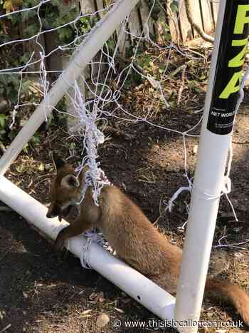 Fox trapped in football net rescued in Pinner