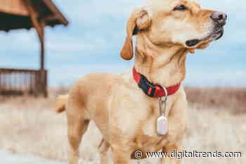 How to disable Amazon Sidewalk (and why you should do it)