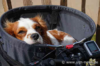 Illegale Zucht: 20 Hunde unter "katastrophalen Bedingungen" gehalten