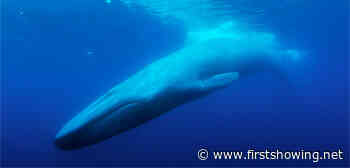 Nature Doc 'The Loneliest Whale: The Search for 52' Official Trailer
