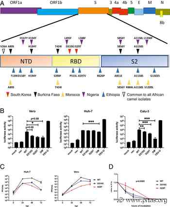 Middle East respiratory syndrome coronavirus Spike protein variants exhibit geographic differences in virulence - pnas.org