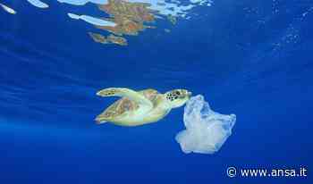 Giornata Oceani: Ispra, Mediterraneo inquinato e sfruttato - Natura - Agenzia ANSA